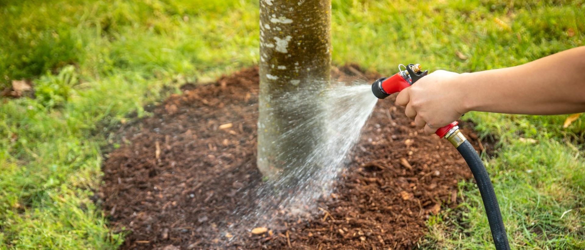 HandHoldingHoseWateringTree