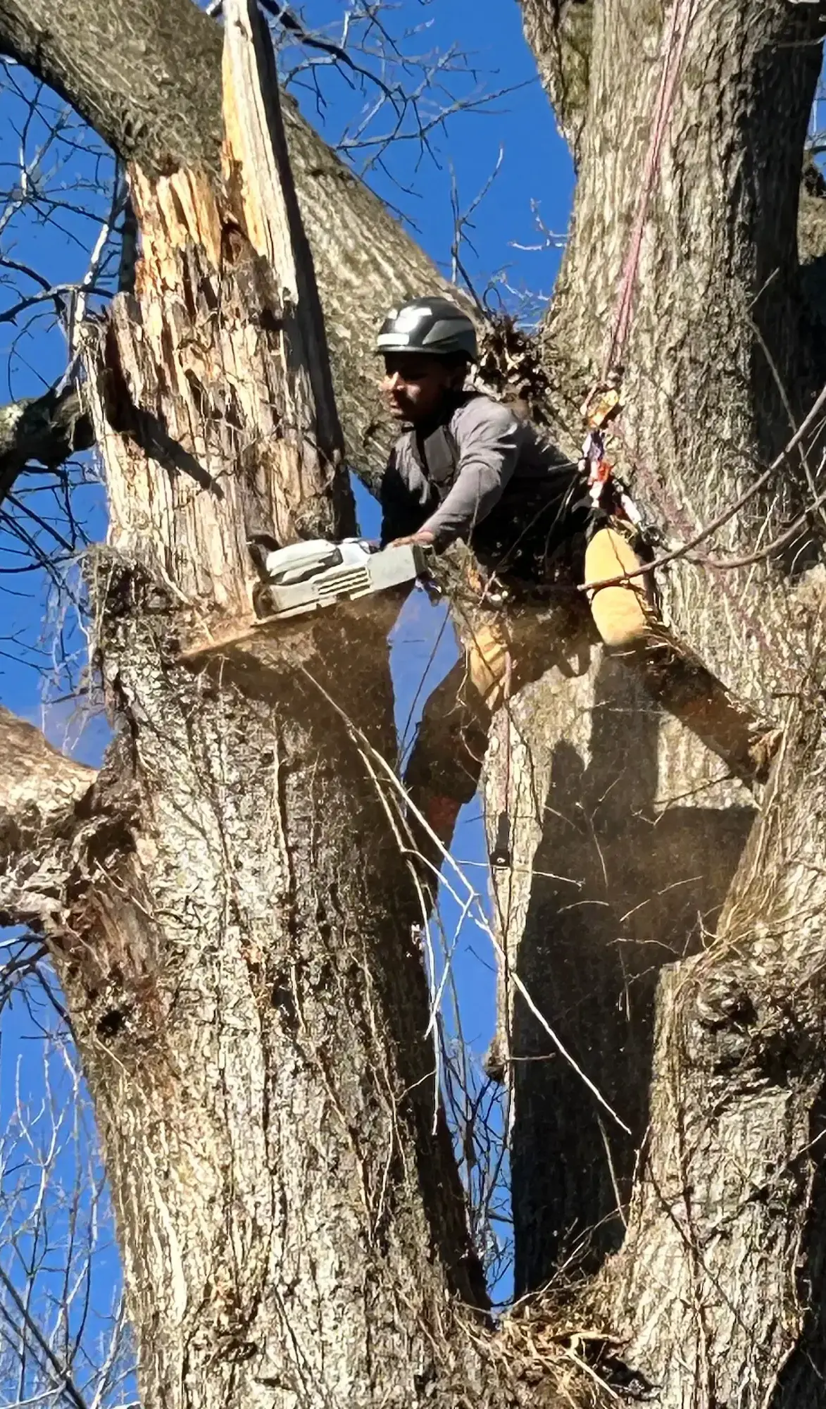 Tree Trimming in Nashville TN