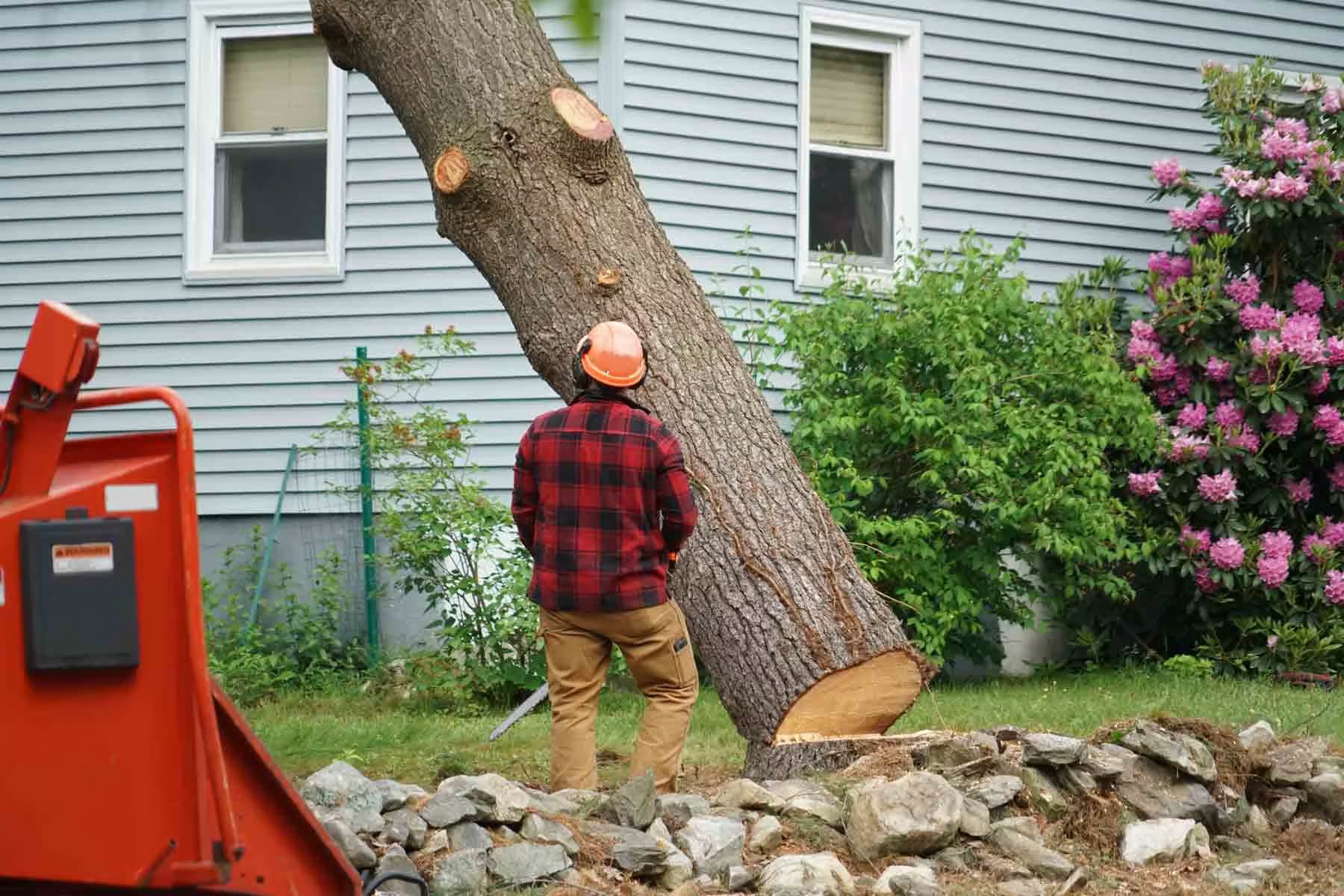 tree-removal.jpg